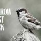 Sparrow Frost Black