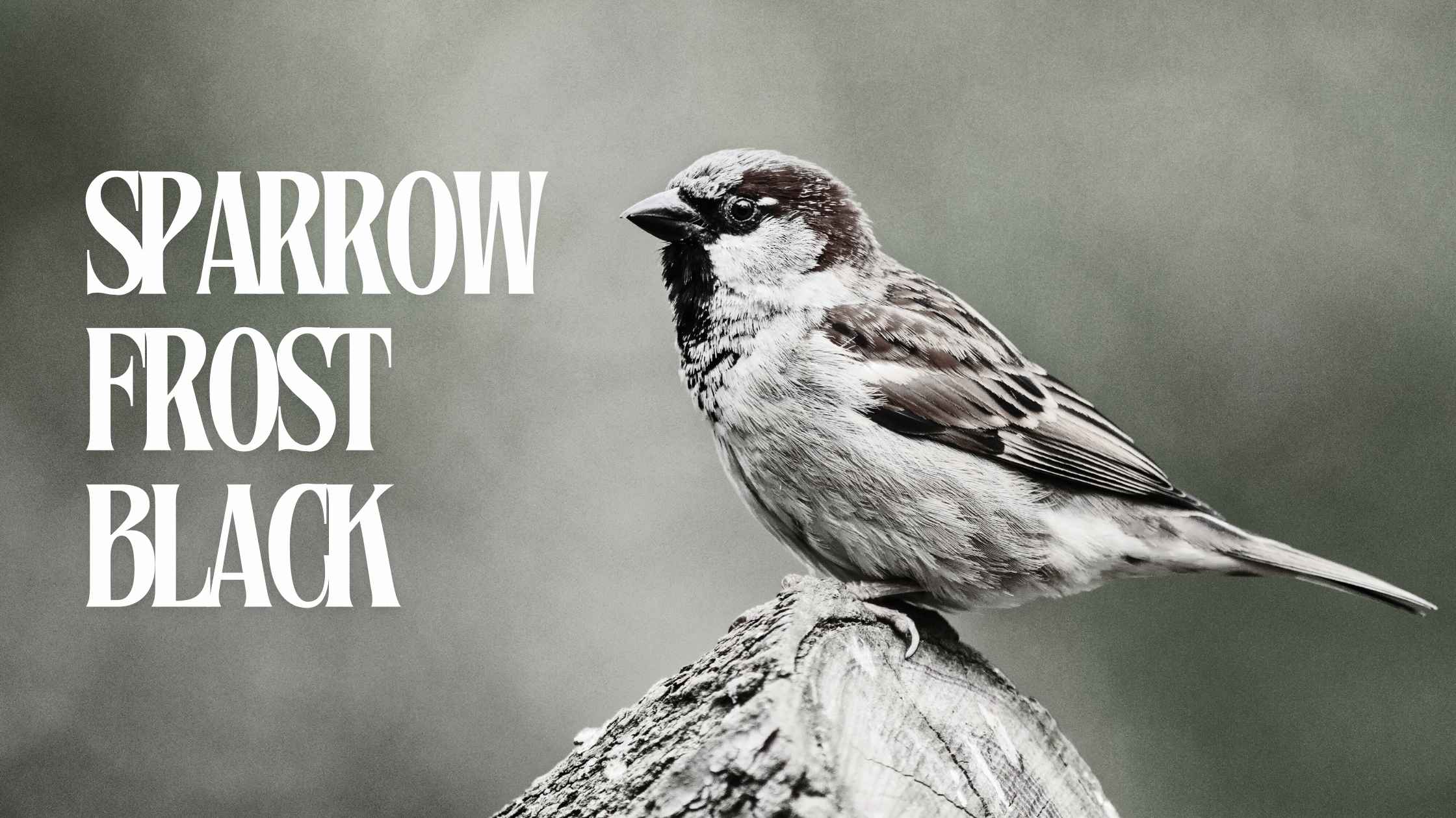 Sparrow Frost Black