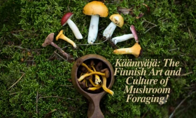 Käämyäjä The Finnish Art and Culture of Mushroom Foraging!