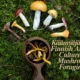 Käämyäjä The Finnish Art and Culture of Mushroom Foraging!