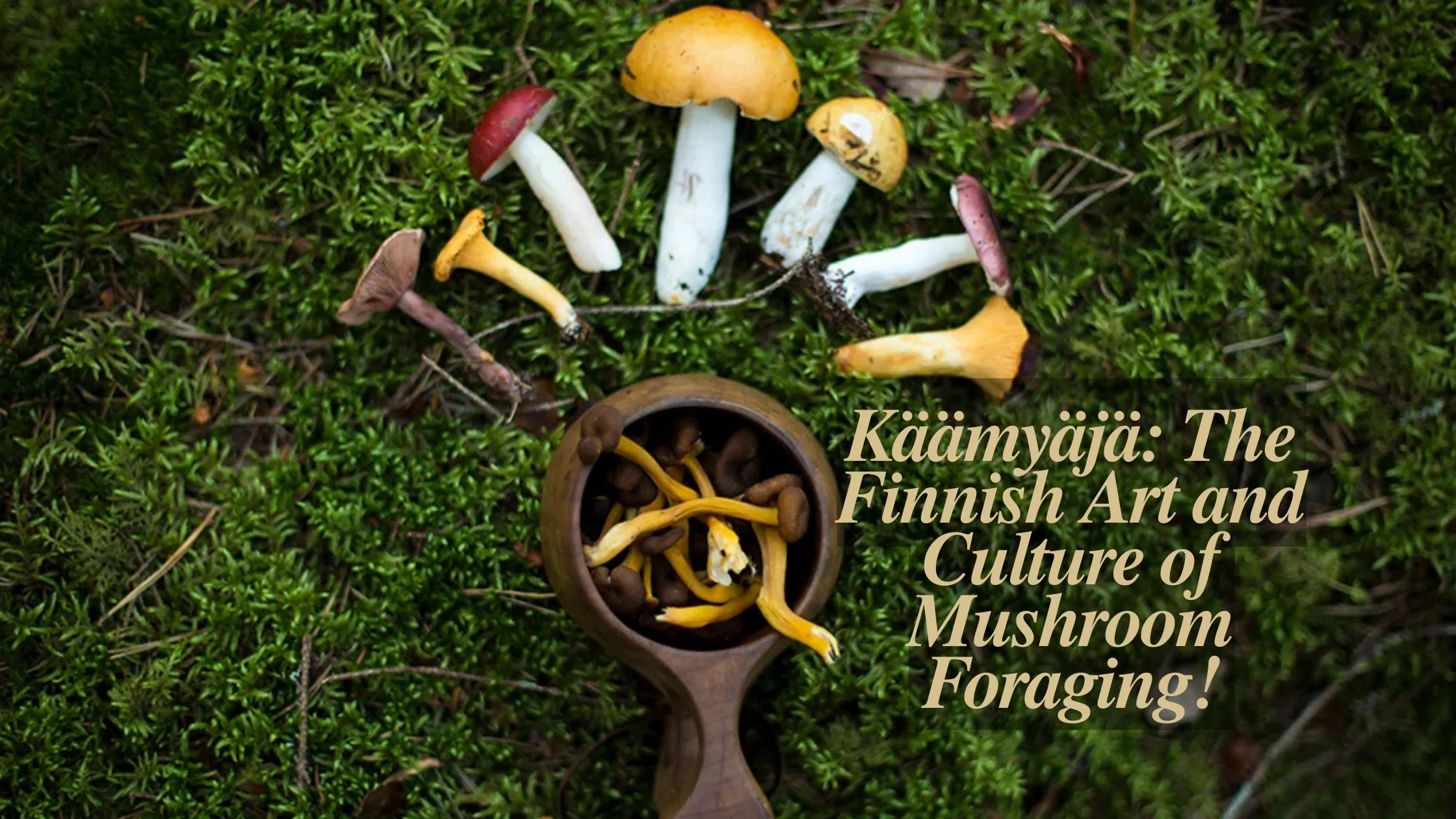 Käämyäjä The Finnish Art and Culture of Mushroom Foraging!